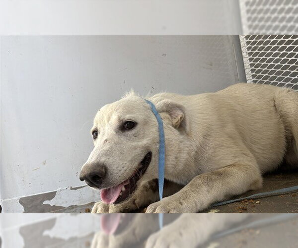 Medium Photo #1 Great Pyrenees Puppy For Sale in Bakersfield, CA, USA