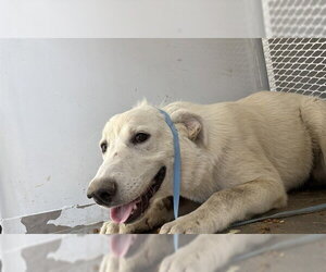 Great Pyrenees Dogs for adoption in Bakersfield, CA, USA