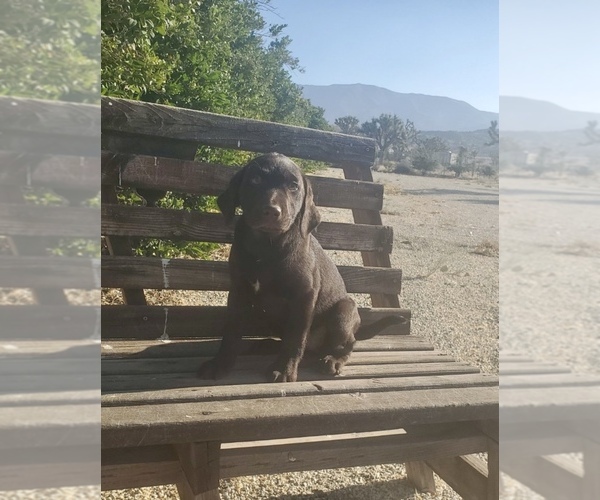 Medium Photo #3 Labrador Retriever Puppy For Sale in SANTA CLARITA, CA, USA