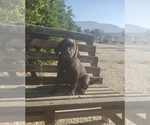 Small Photo #3 Labrador Retriever Puppy For Sale in SANTA CLARITA, CA, USA