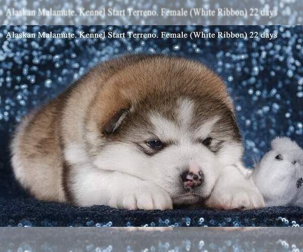Medium Photo #2 Alaskan Malamute Puppy For Sale in Hrodna, Grodnenskaya, Belarus