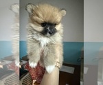 Puppy Puppy 1 Pomeranian