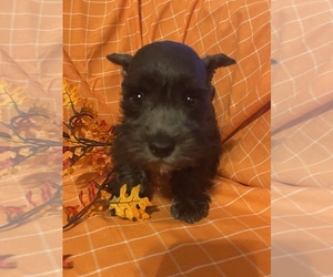 Schnauzer (Miniature) Puppy for sale in WEST BRANCH, IA, USA