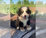 Puppy 1 Bernese Mountain Dog