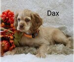 Puppy Dax Cocker Spaniel