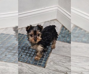 Yorkshire Terrier Puppy for sale in INDIANAPOLIS, IN, USA
