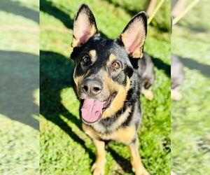 German Shepherd Dog Dogs for adoption in Manahawkin, NJ, USA