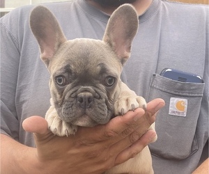 French Bulldog Puppy for Sale in GERBER, California USA