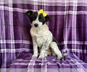 Australian Cattle Dog-Border Collie Mix Puppy for sale in LAKELAND, FL, USA