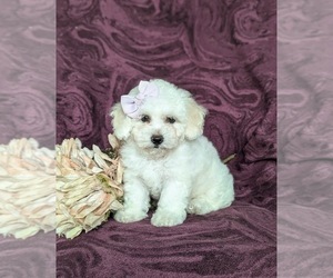 Bichon Frise Puppy for sale in CHRISTIANA, PA, USA