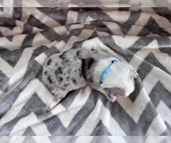 Medium Photo #5 Pembroke Welsh Corgi Puppy For Sale in CERES, CA, USA