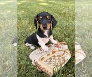 Dachshund Puppy for sale in MIDDLEBURY, IN, USA