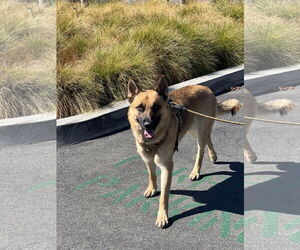 Titan - Male German Shepherd Dog Dog for Adoption - Photo #4