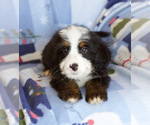 Small Photo #3 Bernedoodle Puppy For Sale in MILWAUKEE, WI, USA