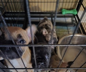 Frenchie Pug Puppy for sale in MARRERO, LA, USA