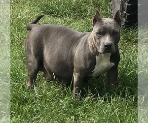 Mother of the American Staffordshire Terrier puppies born on 10/15/2019