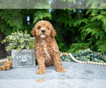 Small Photo #10 Cavapoo Puppy For Sale in KIRKWOOD, PA, USA