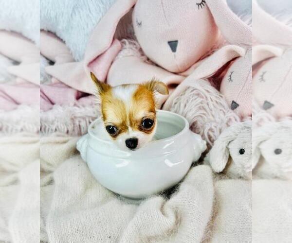 Medium Photo #33 Chihuahua Puppy For Sale in MIAMI, FL, USA