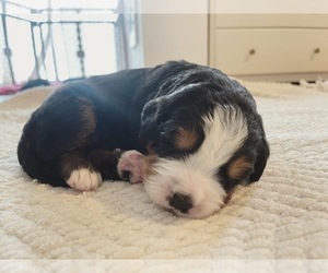 Bernese Mountain Dog Puppy for Sale in WATERVILLE, Washington USA