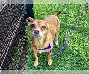 Chihuahua-Unknown Mix Dogs for adoption in Orange, CA, USA