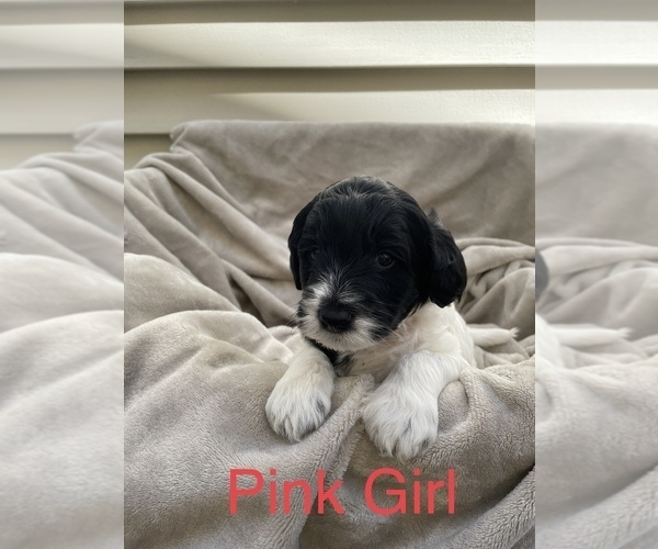 Medium Photo #5 -Goldendoodle Mix Puppy For Sale in SEATTLE, WA, USA