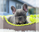 Small Photo #1 French Bulldog Puppy For Sale in HILLSBORO BCH, FL, USA