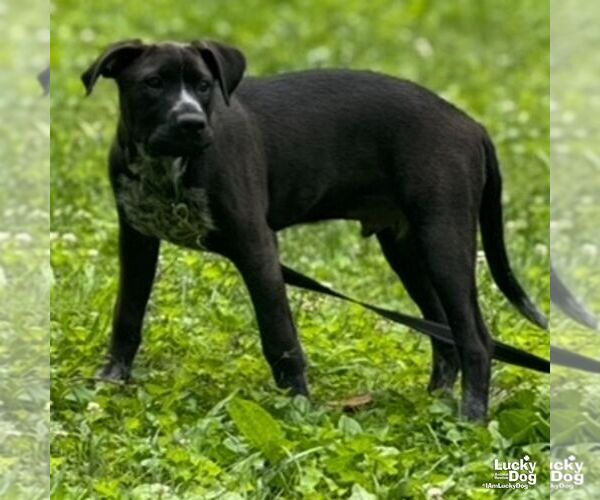 Medium Photo #4 Collie-Labrador Retriever Mix Puppy For Sale in Washington, DC, USA