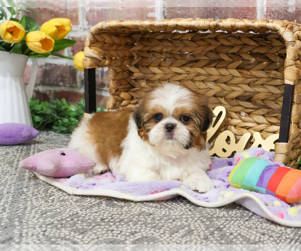 Medium Photo #5 Shih Tzu Puppy For Sale in SYRACUSE, IN, USA
