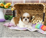 Small #4 Shih Tzu