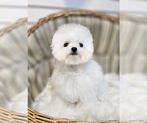 Bichon Frise Puppy for sale in Uijeongbu-si, Gyeonggi-do, Korea, South