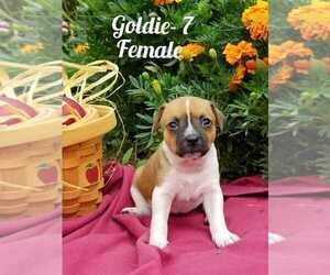 Foxy Rat Terrier-Jack Russell Terrier Mix Puppy for sale in HAMBURG, PA, USA