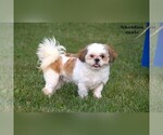 Small #16 Shih Tzu