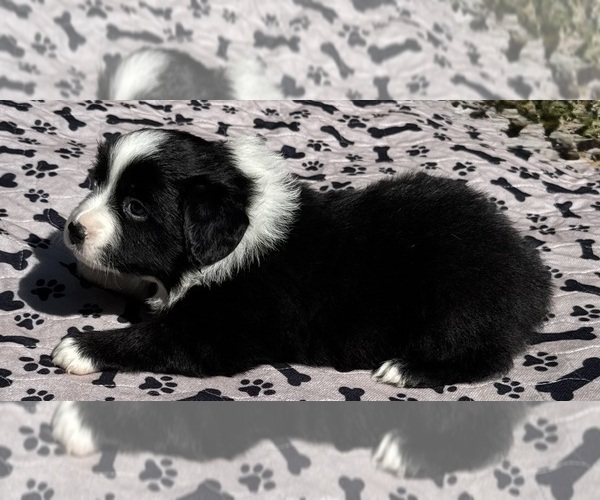 Medium Photo #8 Australian Shepherd Puppy For Sale in SALISBURY, NC, USA
