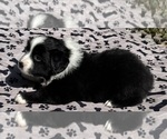 Small #7 Australian Shepherd