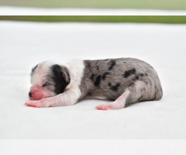 Medium Photo #4 Shih Aussie Puppy For Sale in PALM COAST, FL, USA