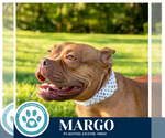 Small #4 Bulldog Mix