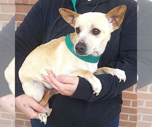 Chihuahua Dogs for adoption in Carrollton, TX, USA