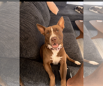 Small #1 American Pit Bull Terrier Mix
