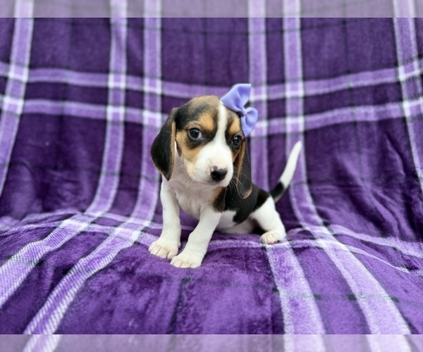 Medium Photo #3 Beagle Puppy For Sale in LAKELAND, FL, USA
