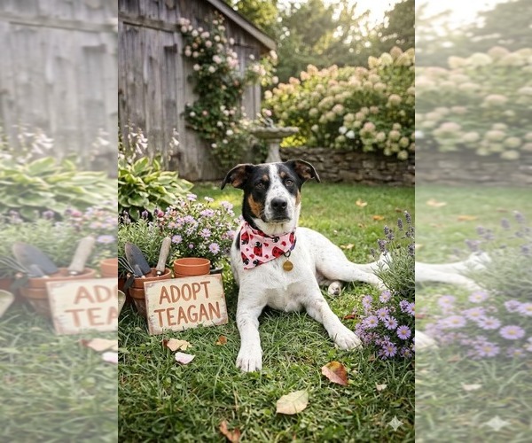 Medium Photo #4 Mutt Puppy For Sale in Genesee, WI, USA