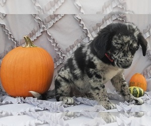 Border Collie-Labradoodle Mix Puppy for sale in LANCASTER, PA, USA
