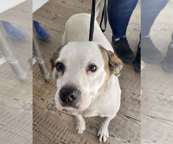 Medium Photo #2 Mutt Puppy For Sale in Bolivar, MO, USA