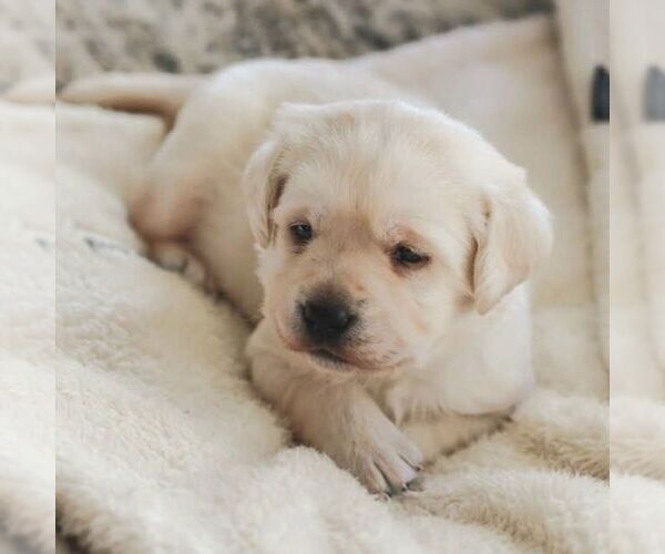 Medium Photo #1 Labrador Retriever Puppy For Sale in ATMORE, AL, USA