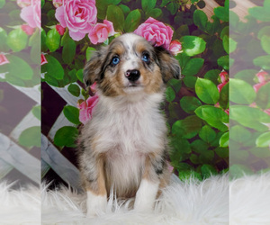 Medium Australian Shepherd