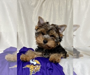 Yorkshire Terrier Puppy for sale in BIG LAKE, MN, USA