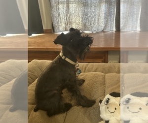 Mother of the Schnauzer (Miniature) puppies born on 03/08/2026