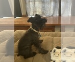 Small Photo #1 Schnauzer (Miniature) Puppy For Sale in OAK HILLS, CA, USA