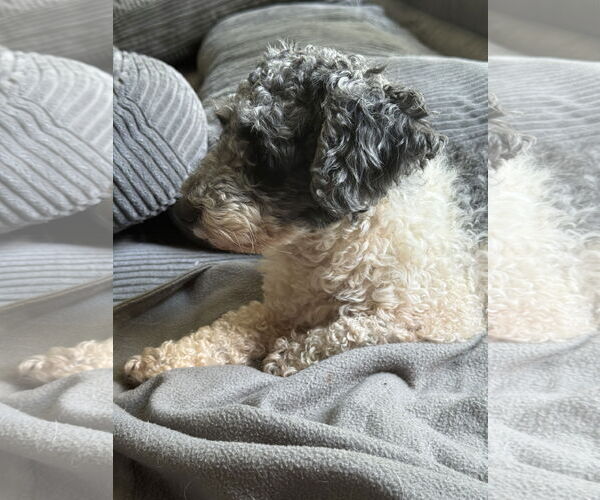 Medium Photo #8 Poodle (Miniature) Puppy For Sale in Wheaton, IL, USA