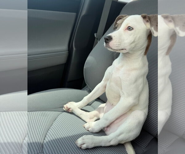 Medium Photo #4 American Pit Bull Terrier-American Staffordshire Terrier Mix Puppy For Sale in Chester, VA, USA