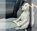 Small #3 American Pit Bull Terrier-American Staffordshire Terrier Mix